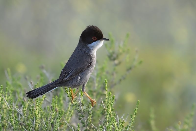Sardinian Warbler (Sylvia melanocephala)