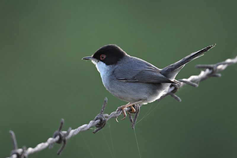 Gallery Sardinian Warbler