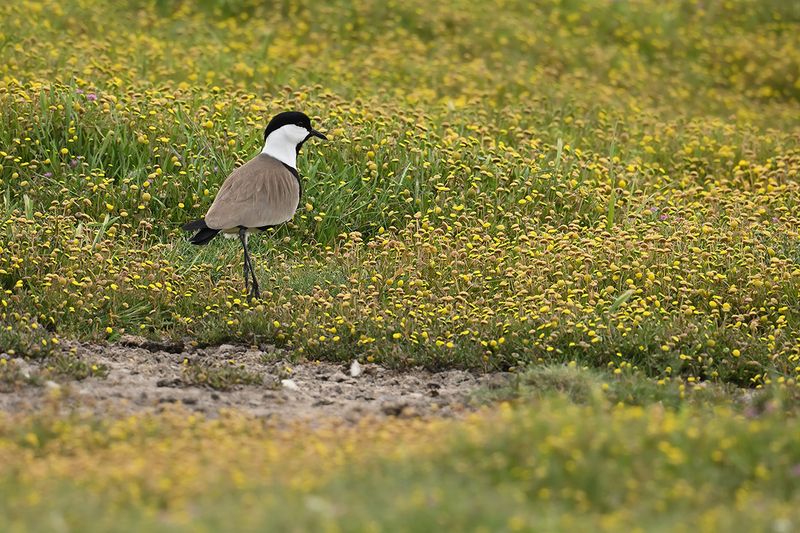 Spur-winged Plover (Vanellus spinosus)