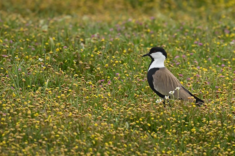 Spur-winged Plover (Vanellus spinosus)