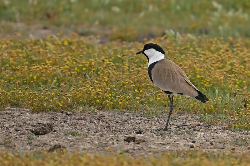 Spur-winged Plover (Vanellus spinosus)