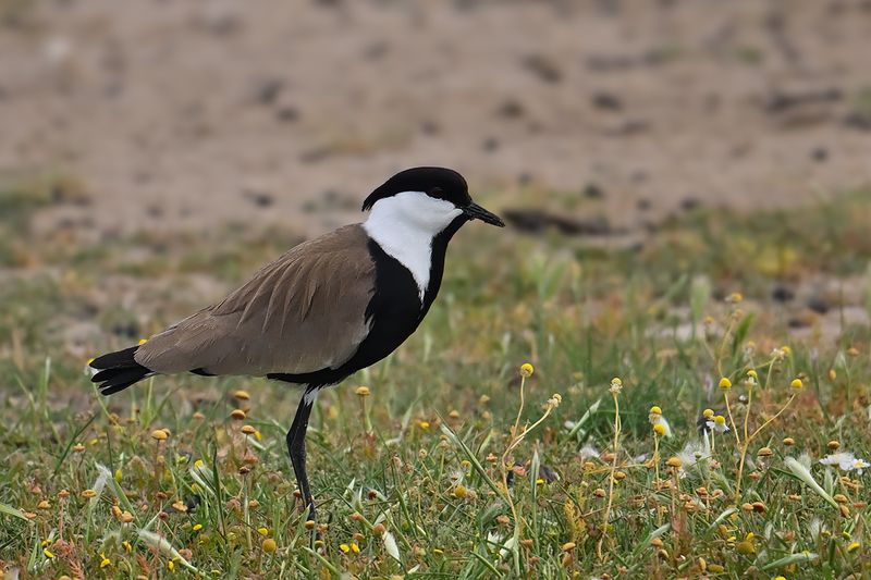 Spur-winged Plover (Vanellus spinosus)
