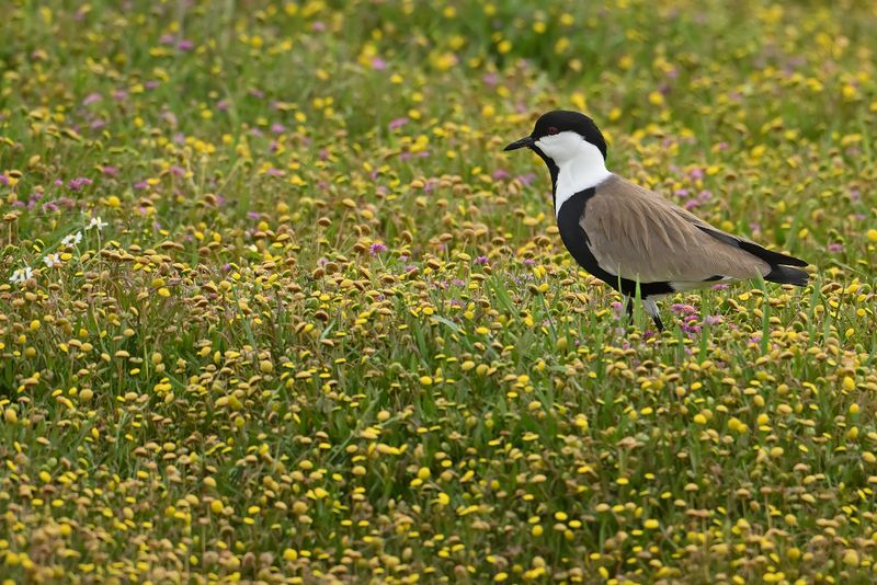 Gallery Spur-winged Plover