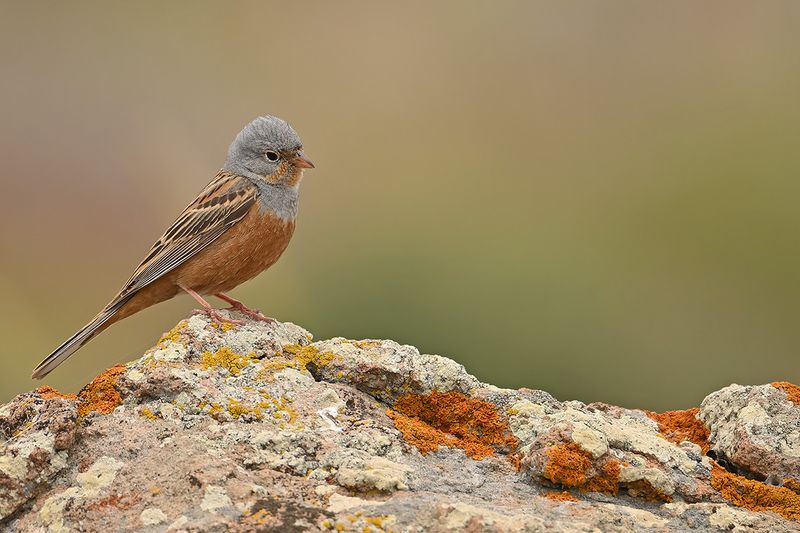 Cretzschmar's Bunting (Emberiza caesia)