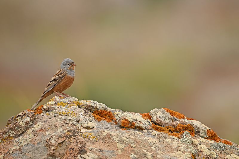 Cretzschmar's Bunting (Emberiza caesia)