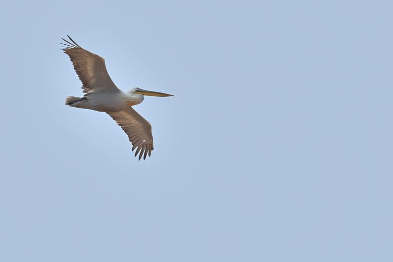 Dalmatian pelican (Pelecanus crispus)