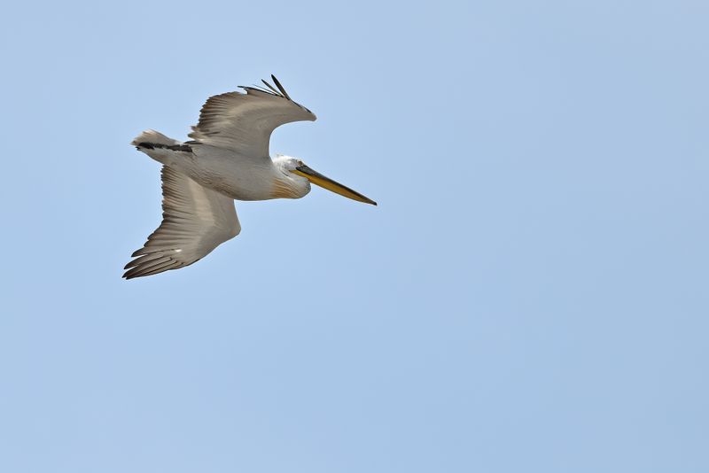 Dalmatian pelican