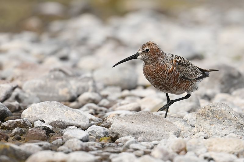 Curlew Sandpiper (Calidris ferruginea)