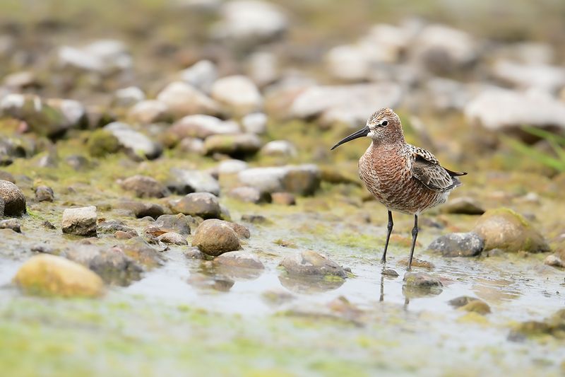Curlew Sandpiper (Calidris ferruginea)