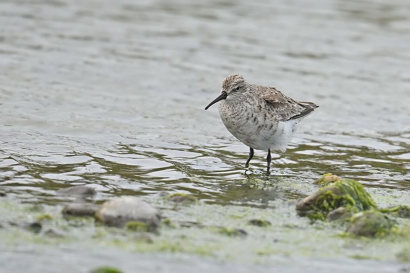Curlew Sandpiper (Calidris ferruginea)