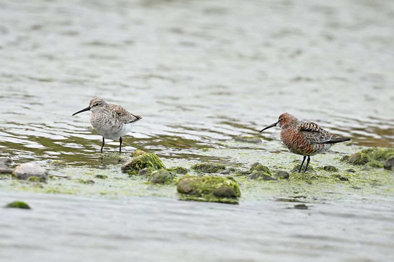 Curlew Sandpiper (Calidris ferruginea)