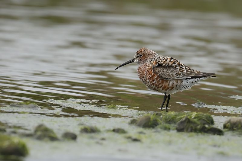 Curlew Sandpiper (Calidris ferruginea)