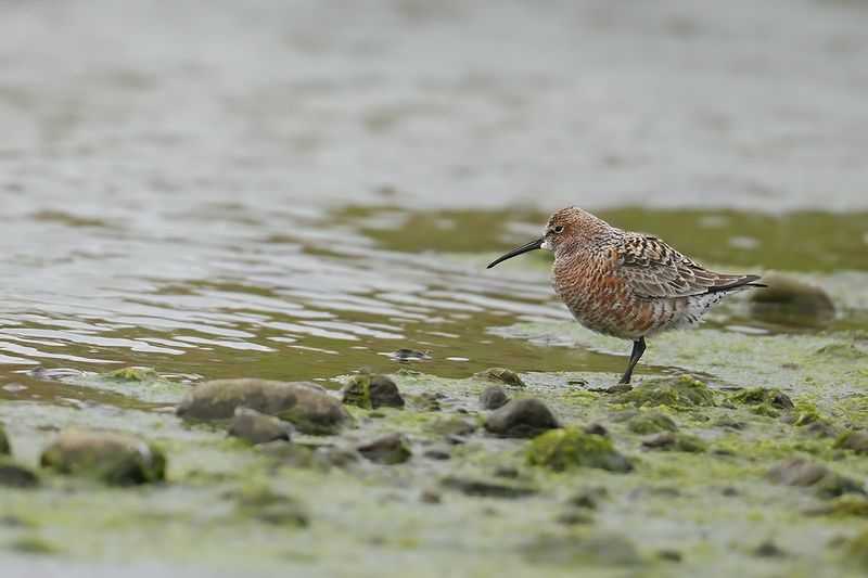 Curlew Sandpiper (Calidris ferruginea)