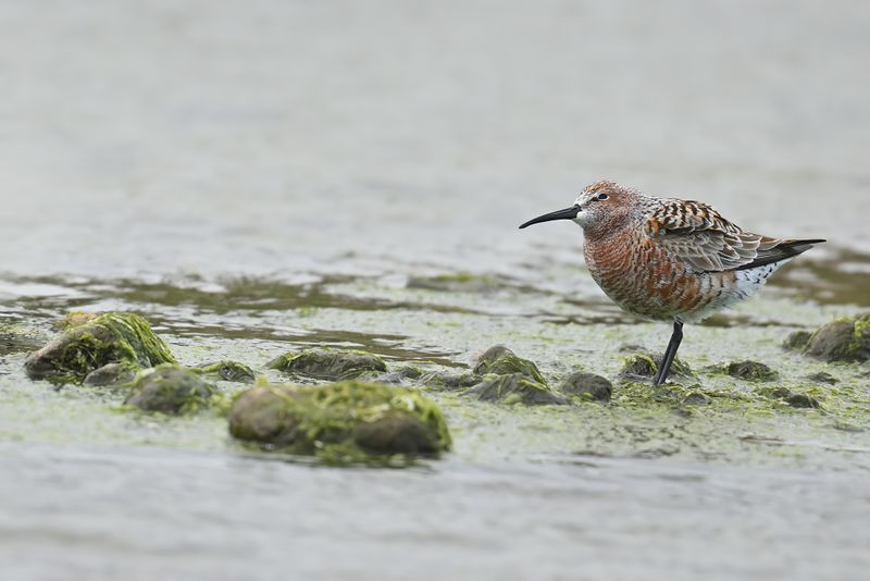 Gallery Curlew Sandpiper
