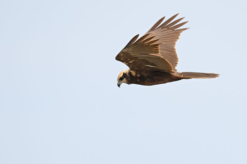 Western Marsh Harrier (Circus aeruginosus)