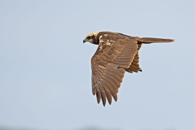 Western Marsh Harrier (Circus aeruginosus)