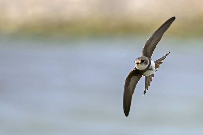 Sand Martin (Riparia riparia)