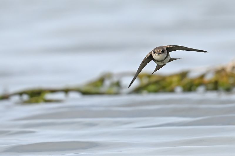 Sand Martin (Riparia riparia)