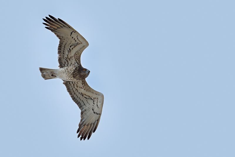 Gallery Short toed Eagle