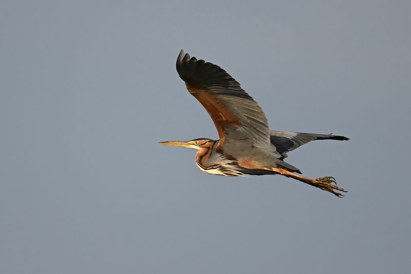 Gallery Purple Heron