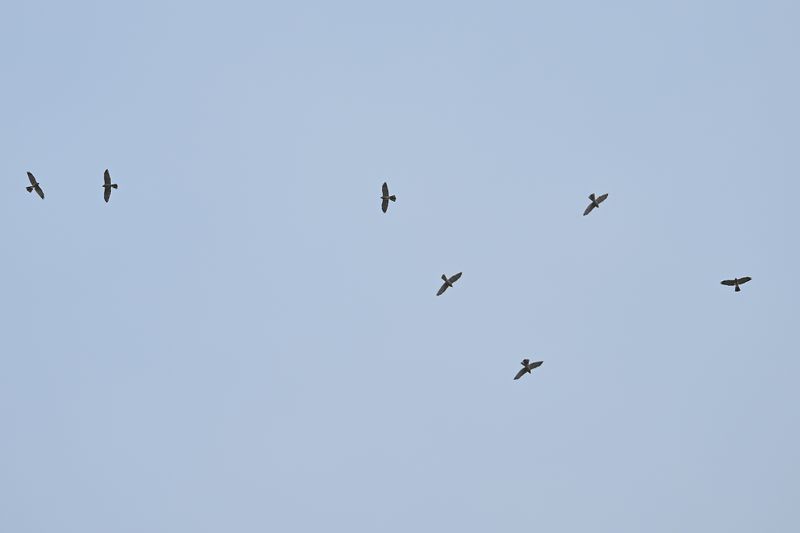 Levant sparrowhawk (Accipiter brevipes)