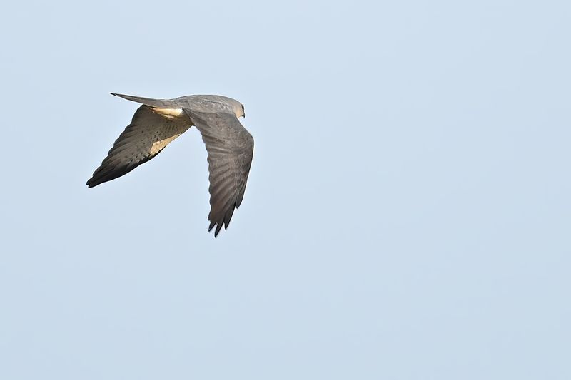 Levant sparrowhawk (Accipiter brevipes)