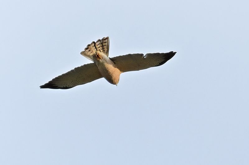 Levant sparrowhawk (Accipiter brevipes)