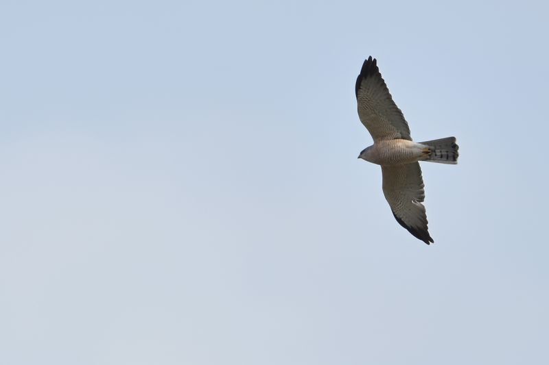 Levant sparrowhawk (Accipiter brevipes)