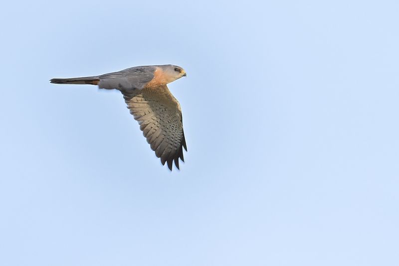Levant sparrowhawk (Accipiter brevipes)