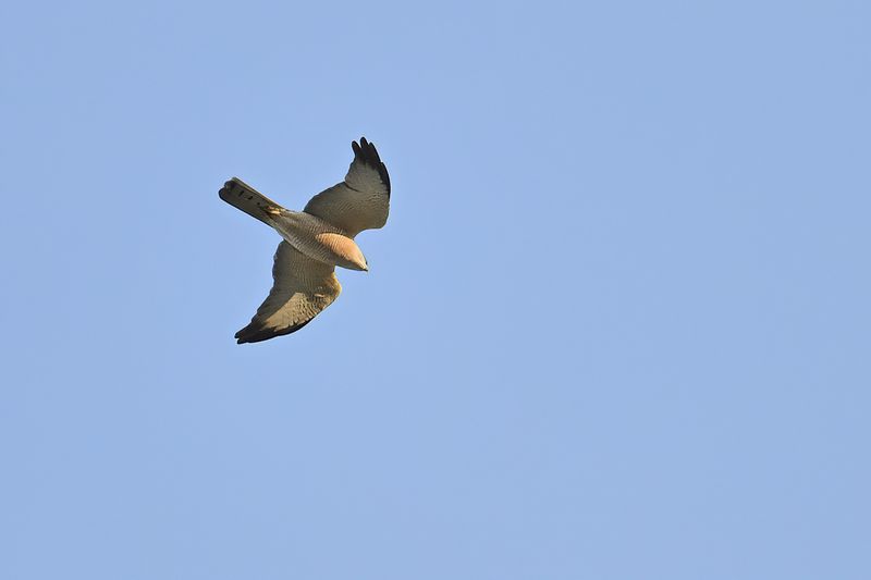 Levant sparrowhawk (Accipiter brevipes)