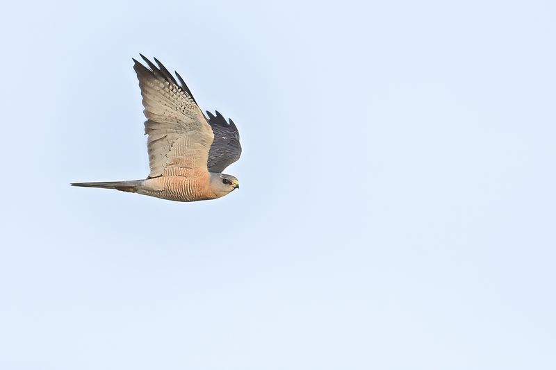 Gallery Levant sparrowhawk 