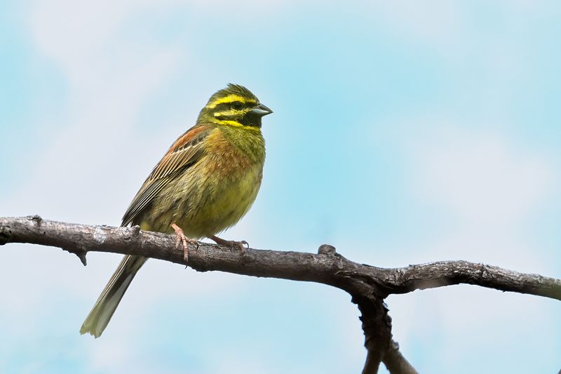 Gallery Cirl Bunting