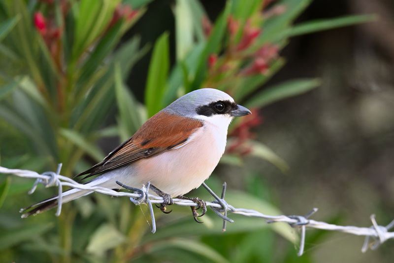Red-backed Shrike (Lanius collurio)