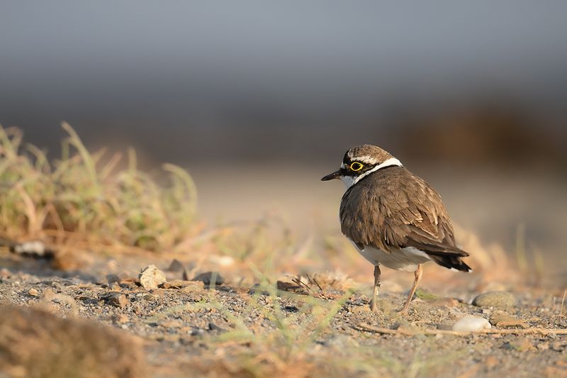 Little Ringed Plover (Charadrius dubius)