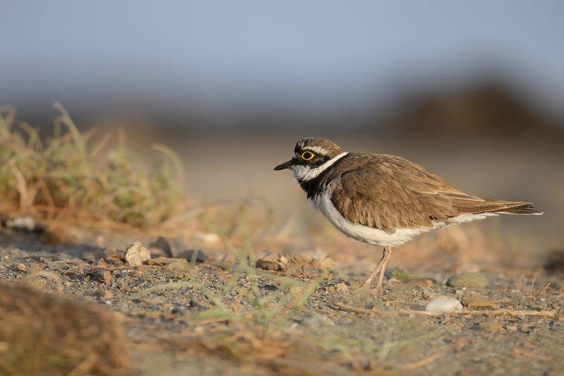 Little Ringed Plover (Charadrius dubius)