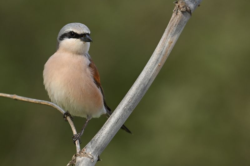 Red-backed Shrike (Lanius collurio)