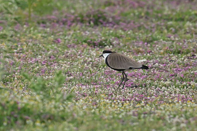 Gallery Spur-winged Plover
