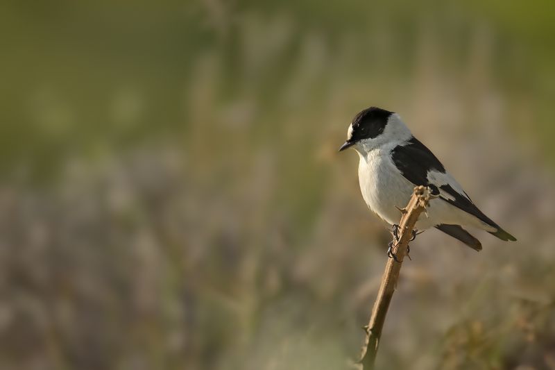 Collared flycatcher (Ficedula albicollis)