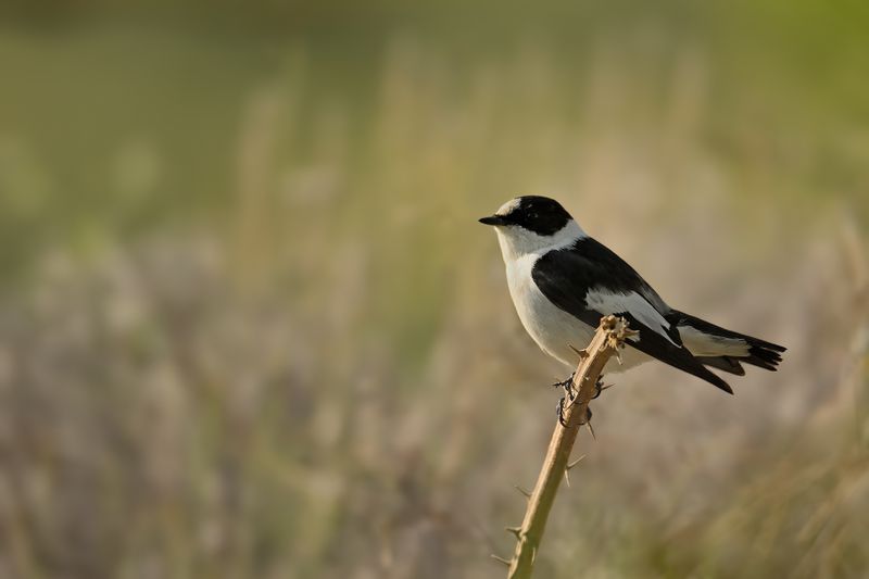 Gallery Collared Flycatcher