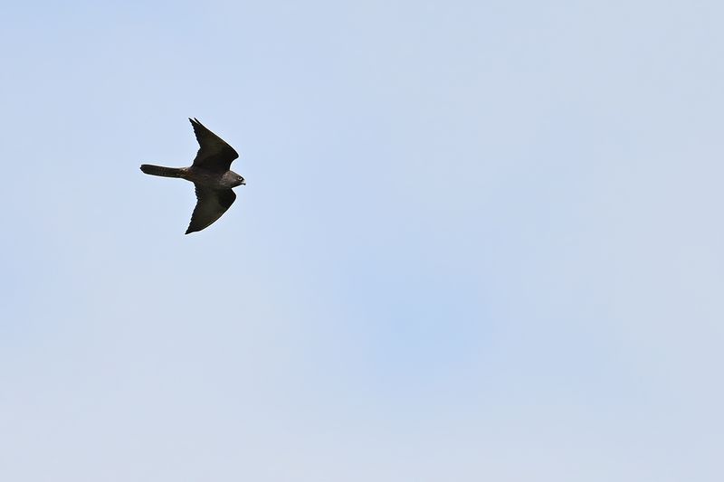 Gallery Eleonora's Falcon