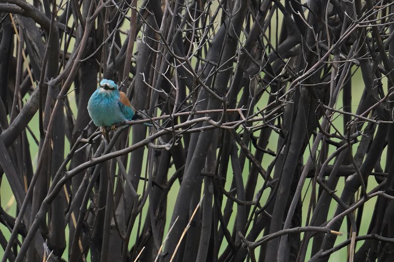 European Roller (Coracias garrulus)