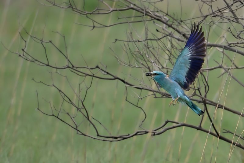 European Roller (Coracias garrulus)