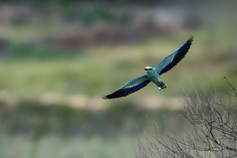 European Roller (Coracias garrulus)