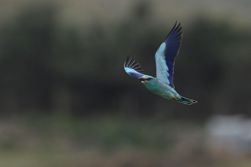 European Roller (Coracias garrulus)