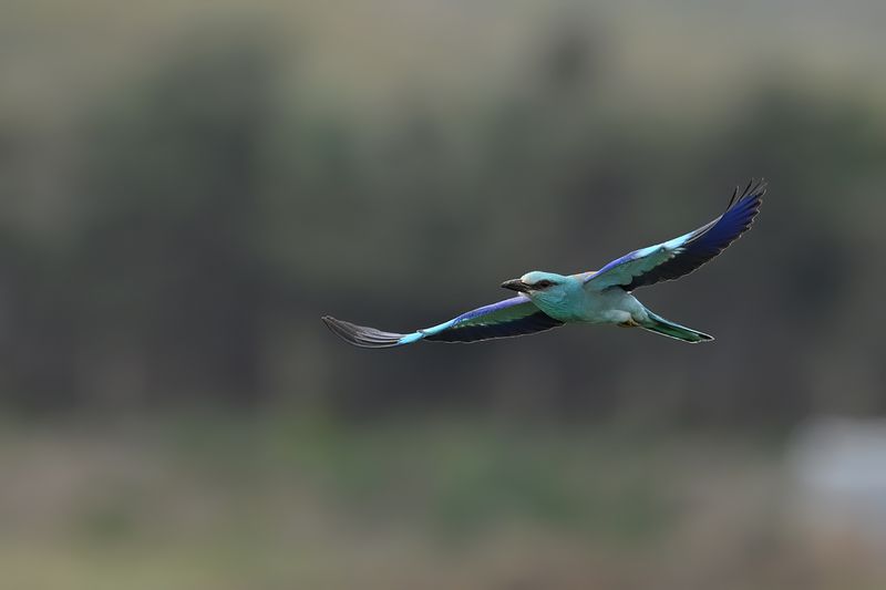 European Roller (Coracias garrulus)
