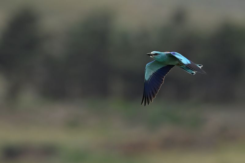 European Roller (Coracias garrulus)