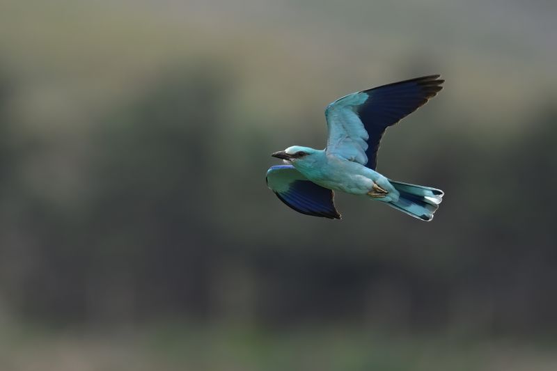 European Roller (Coracias garrulus)