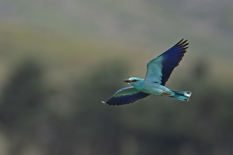 European Roller (Coracias garrulus)