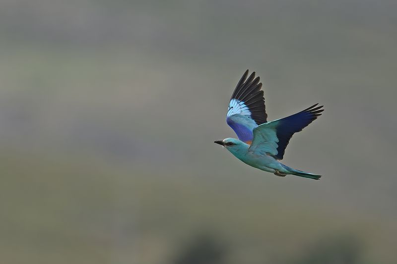 European Roller (Coracias garrulus)