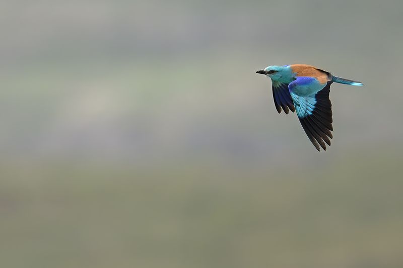European Roller (Coracias garrulus)